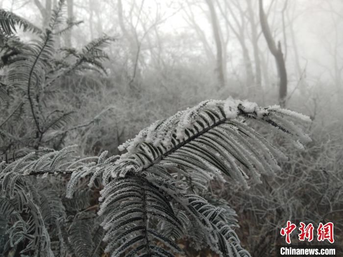 寒潮|湖北武当山现雾凇景观