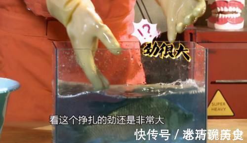 鱼类|一勺粉能让死鱼变活鱼?“药鱼”毁娃不轻,很多父母还抢着买