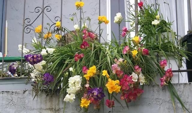 种植|秋天来了,最适宜种植的鳞茎类花卉你有种植吗