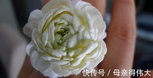 一年三季开花，漂亮又好养，一盆能熏一室香