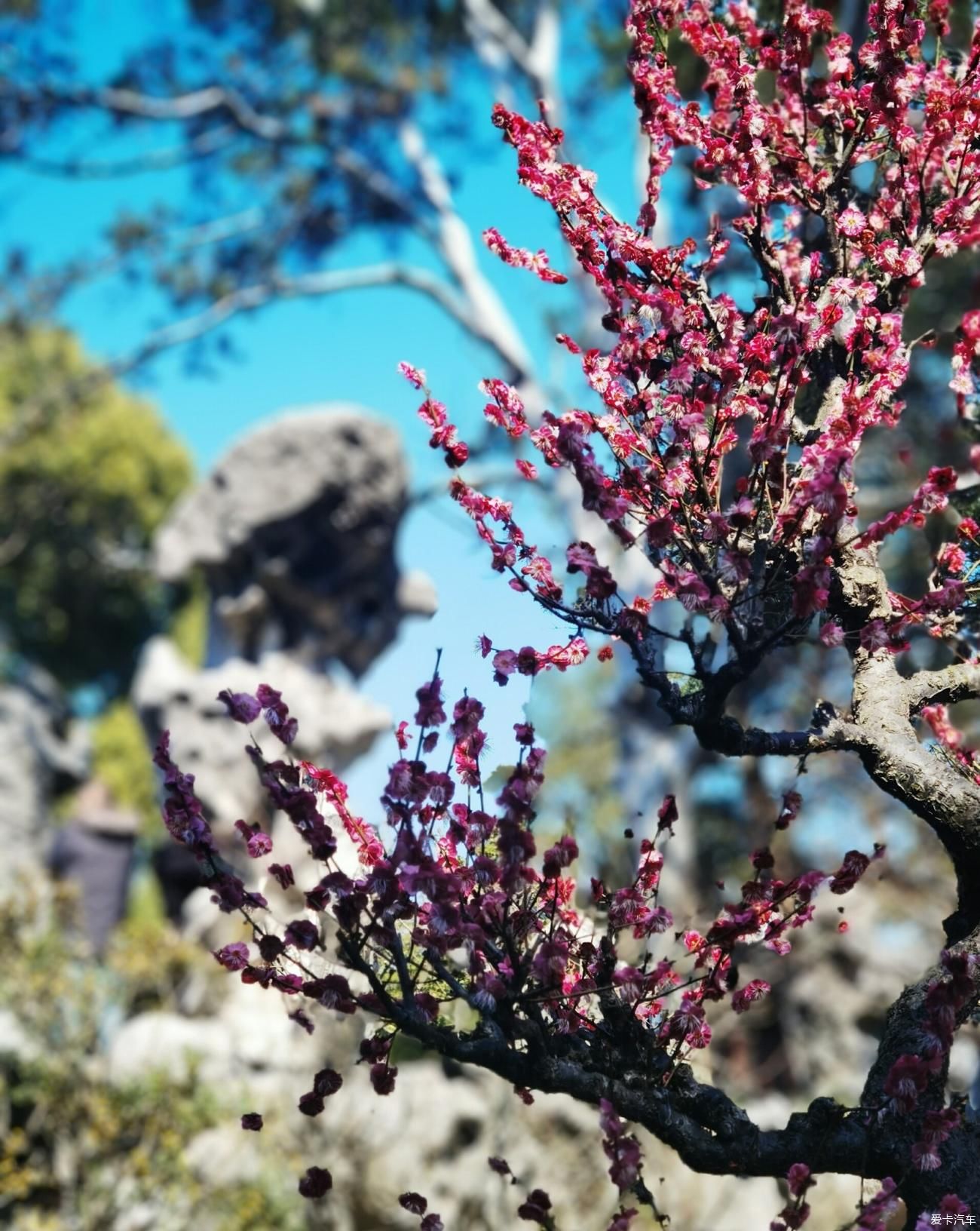 写意|写意庭园何处寻姑苏城中有山林