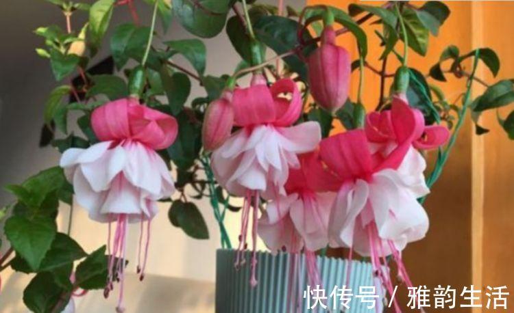 漂亮|几种花，开花漂亮又好养，每天都开花，四季都灿烂