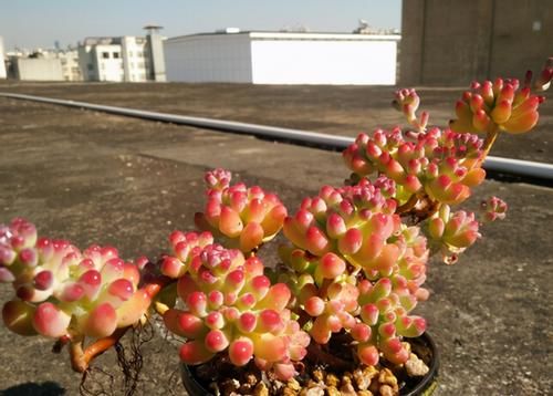 多肉乙女心，天暖盆栽时多晒太阳、适量低温才能让叶子越长越美