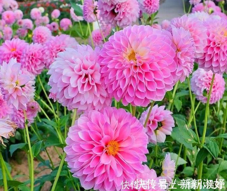 种花|3种花花朵硕大、花期长，看了就让人沉醉，年年开花不断，美！