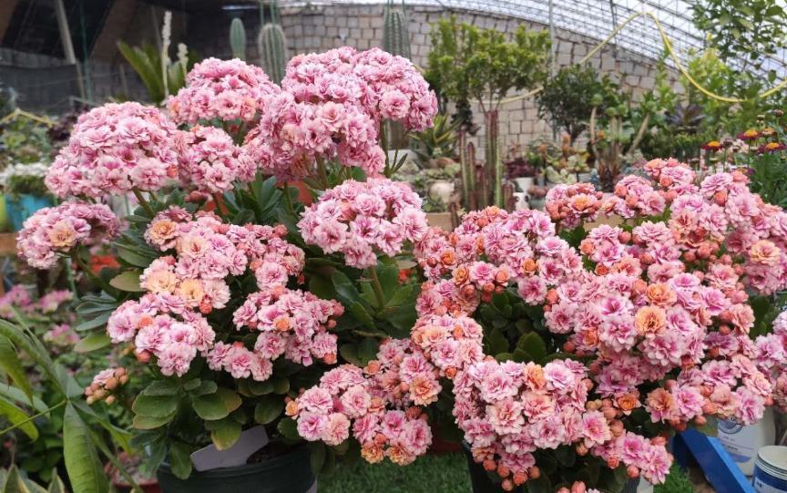 修剪|长寿花这样养,一盆变多盆,放在阳台挤爆盆