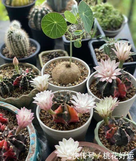 夏季|仙人球开花难?做好这4步,促花又促芽