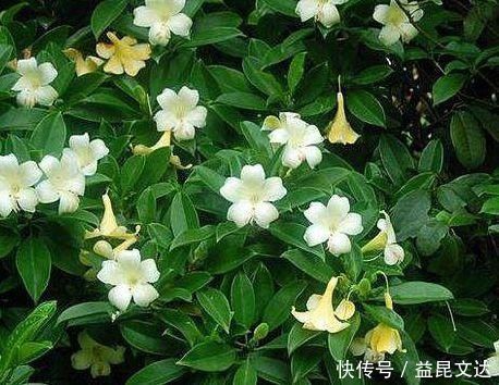 茉莉花|茉莉花就是个老酒鬼,一周喝一次,叶片绿油油,花开一朵朵