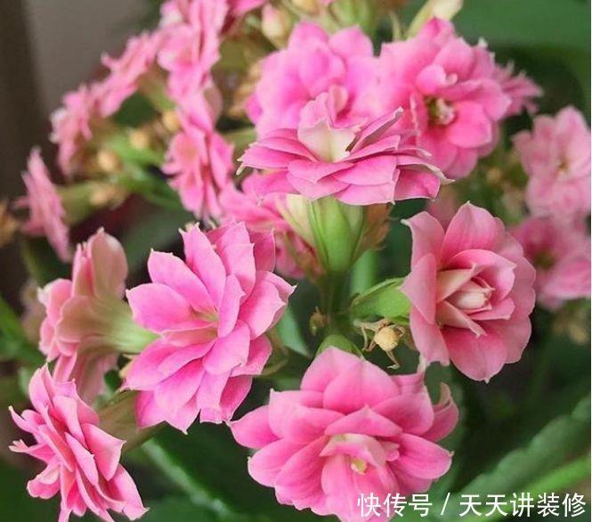 几种漂亮花,是花卉中的佼佼者,好看极了