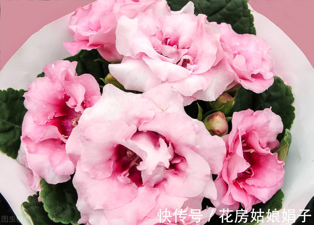 花友们|3种喜阴花,搁在北阳台,少晒太阳,少管它,枝繁叶茂开满花