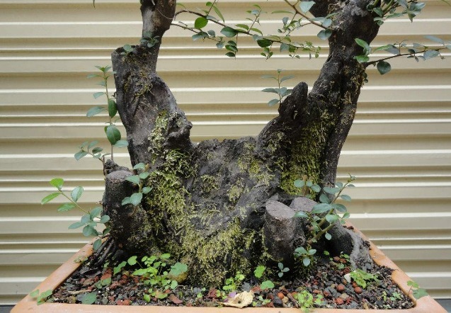 养一盆金弹子,这么照顾,3、4年长成老桩,越来越值钱