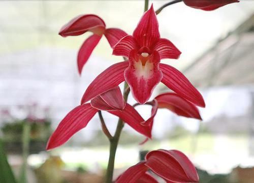  持久|花开浓香的精品兰花，花色比玫瑰还艳丽，香味浓郁持久，小草大花