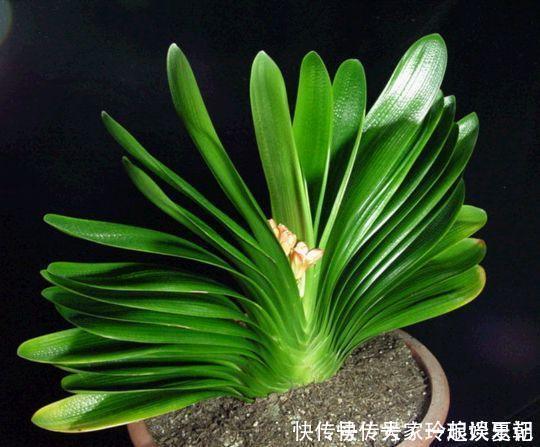 水溶液|君子兰疯长，冒出“5根”花箭，是这2种肥的“功劳”，养啥都旺