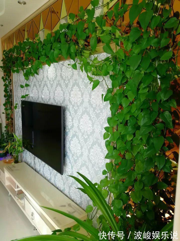 绿森林|8种“漂亮花”别晒大太阳,一晒就耷拉,客厅不见光,养成绿森林