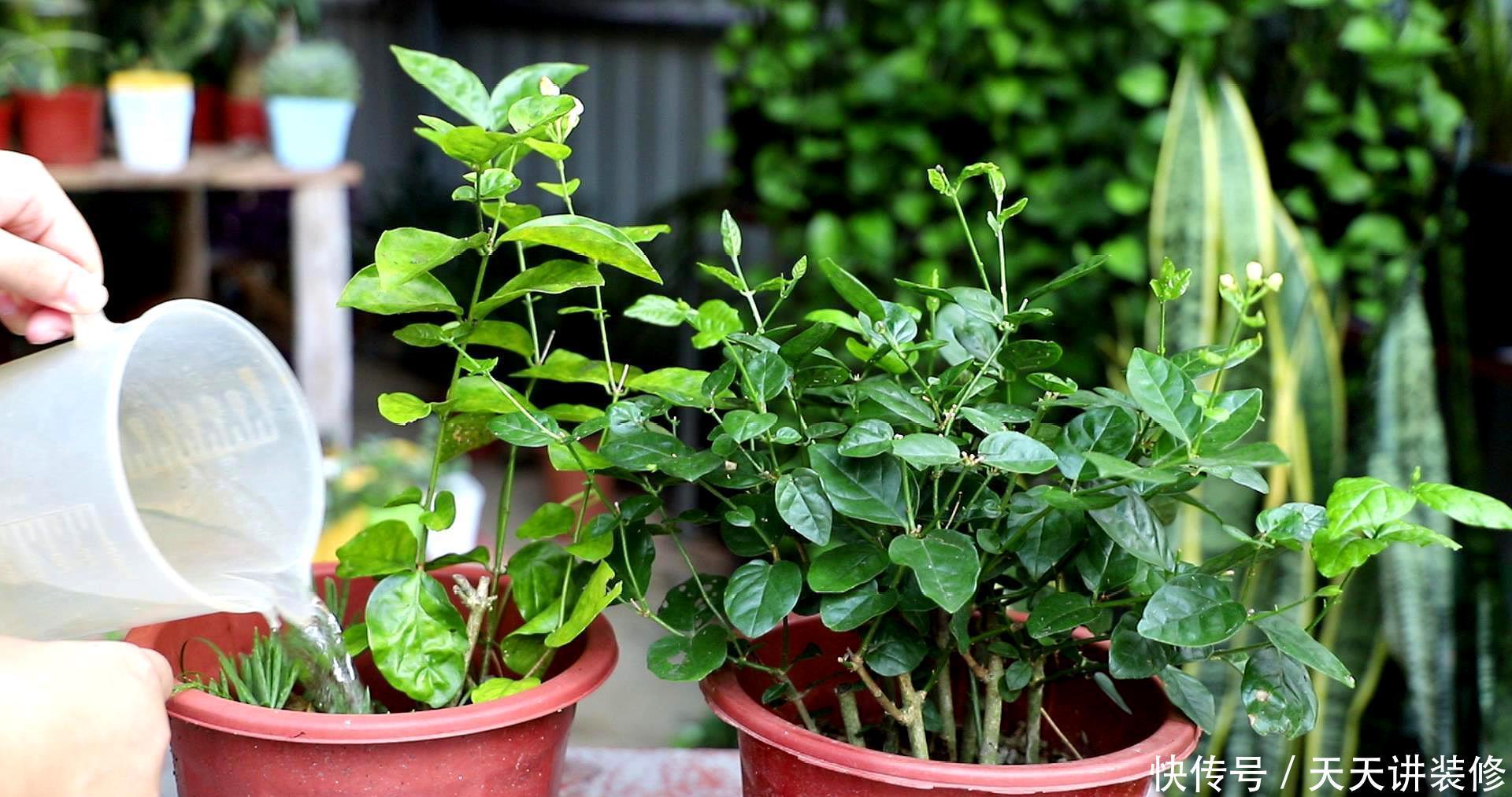 侧芽|5种花，夏天要“狠修剪”，剪的越多，花枝越多，好度夏
