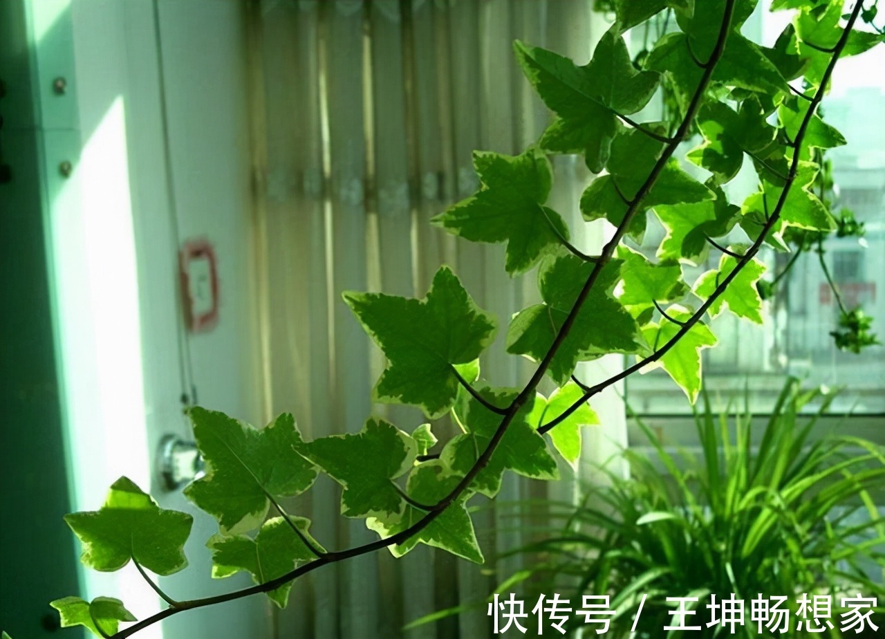 净化|10种健康花,适合养客厅,吉祥有品味,关键个个都是净化高手