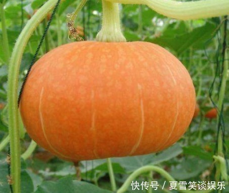超美味|做南瓜饼时,还在用油炸大厨教你“1招”,低油少糖超美味