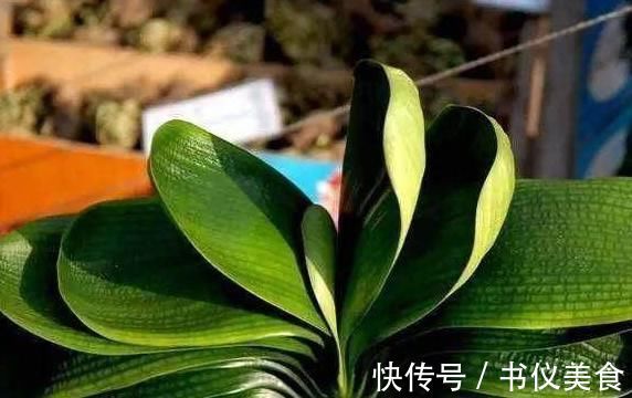 君子兰叶片长歪了，不好看，这个小技巧，让它重新变得美美的