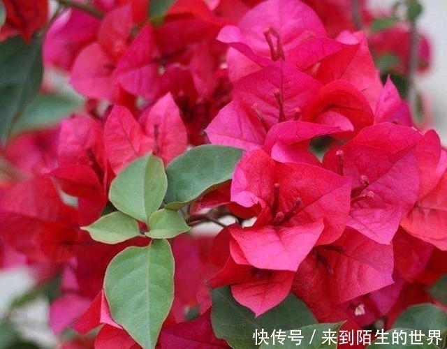 枝条|剪个枝条,插土里,开花200天,坐在家里赏花,太值!