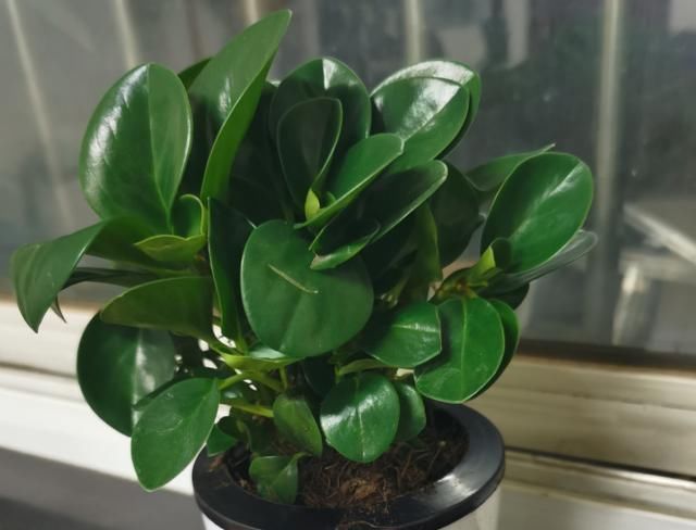 效果|家里有6种花,赶紧擦点啤酒,保管长得绿油油,效果比施肥还好