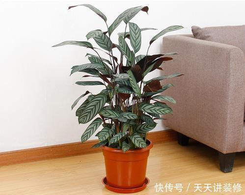 4种耐阴花,光照不好这么养,依然长得好