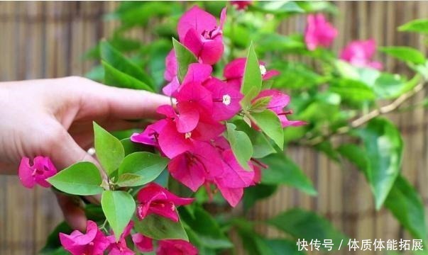 黄叶|三角梅“黄叶”不开花，用这2种水浇一浇，叶子油绿，满头花！