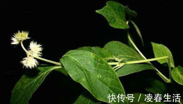 良药|一味能“引血下行”的良药，可活血瘀、强筋骨、益肝肾