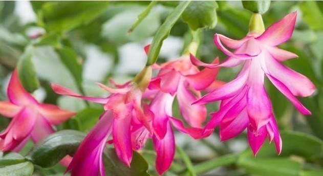 杜鹃花|家里养上“3种花”,从年头“香”到年尾,阳台变花海,太美了