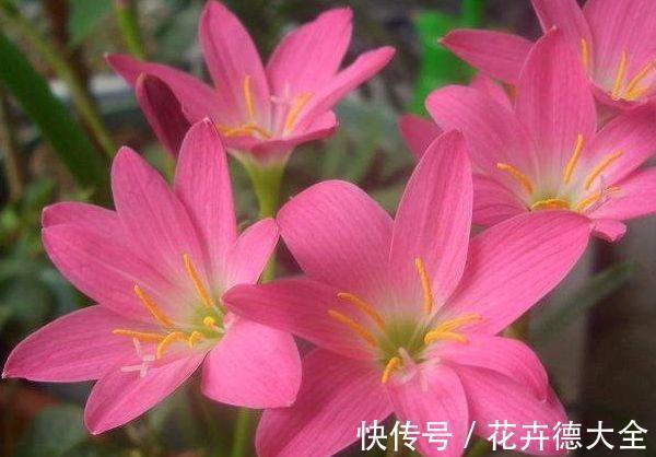 花卉|从8月20日开始,家养此款花卉,比菊花好养,花开一簇簇