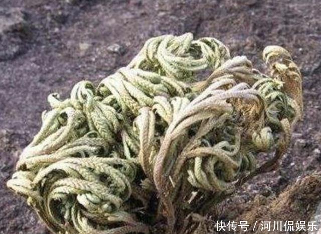 叶片|叶片独特的1种“野草”,在悬崖边生长,拔1棵就少1棵,珍贵!