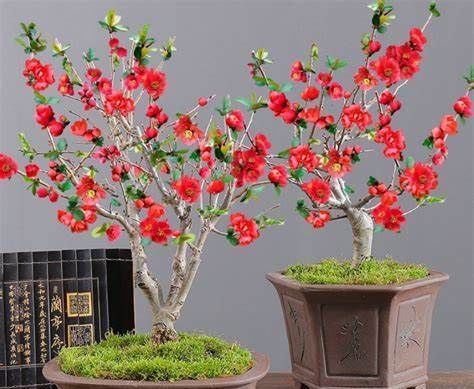 养花试试这款,像一颗红宝石非常美丽