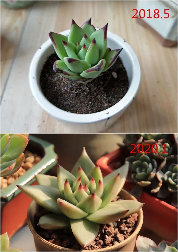 每次的剁手都是忍无可忍,无需再忍!买买买!静待肉美!