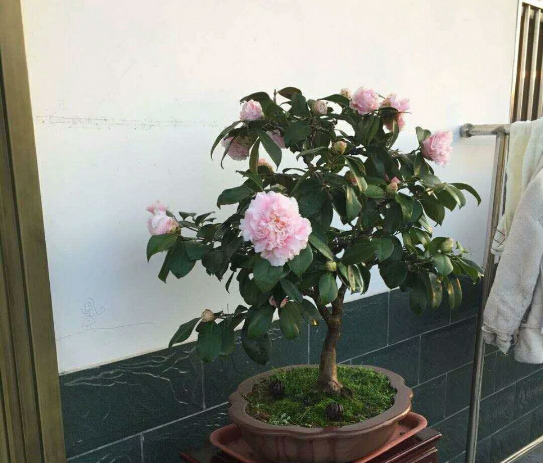 未雨绸缪,了解茶花老桩盆景的上盆4技巧,秋季用到不求人