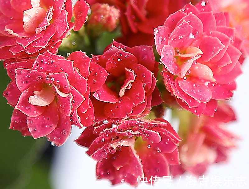 盆栽花|昂贵的盆栽别再买，看几种绿植，容易成活美观养眼