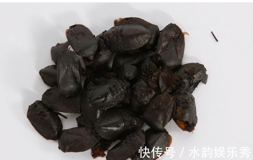 虫子|会放臭屁的臭妮子，营养价值堪比鹿茸，现在卖1000元一斤