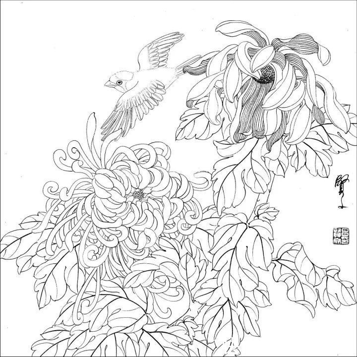 资料集|王道良实用花鸟白描资料集