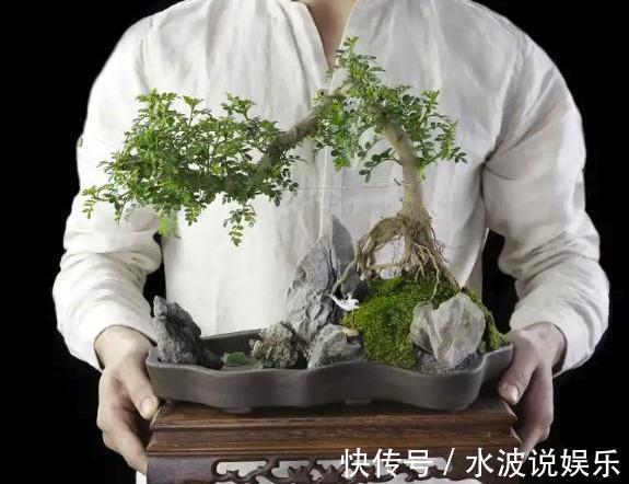 要点|秋天盆景养护，4个要点，冬天冻不死，来年更值钱