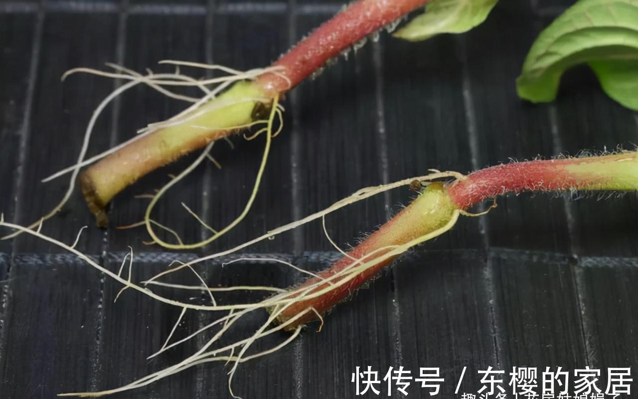 这4种花,适合在秋季进行扦插繁殖,快行动起来吧!