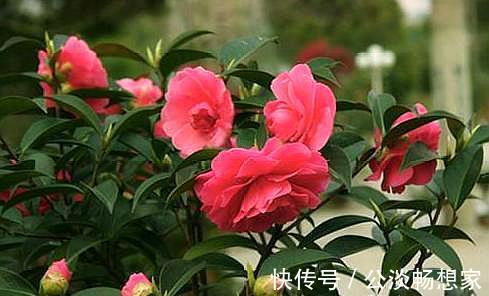 茶花换盆有“方法”，做好“几点”，叶子不脱落，7天就开始长根