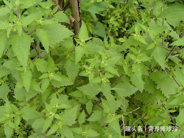 野草|豨莶草因长得丑被嫌弃,若遇到请珍惜,价值非常大,迟早用得到