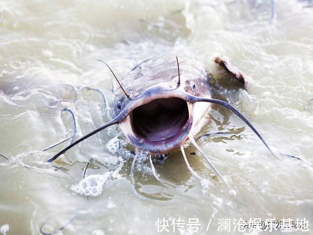 “它”经常被人错认，已泛滥成灾，且不能食用