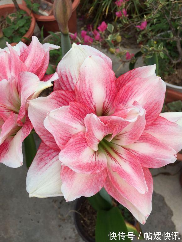 光照|春天养这花,花大如碗,独特漂亮,开完后,简单处理后 能再开花