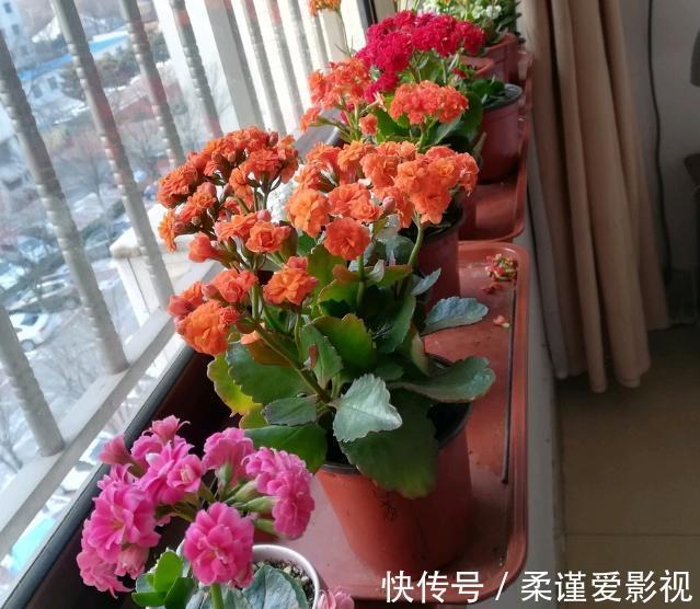 植株|冬日长寿花开完花后,马上动手做4件事,10天就能迎来下一波花