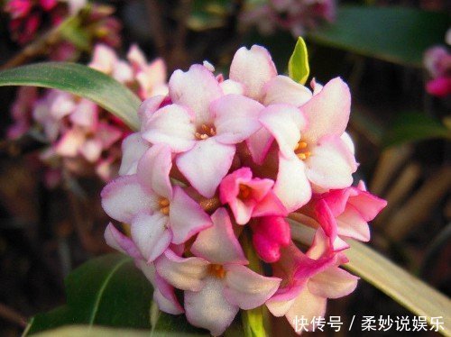 芳香|这5种花卉盆栽,美丽又好闻,花期长,花量大,给家里满屋馨香