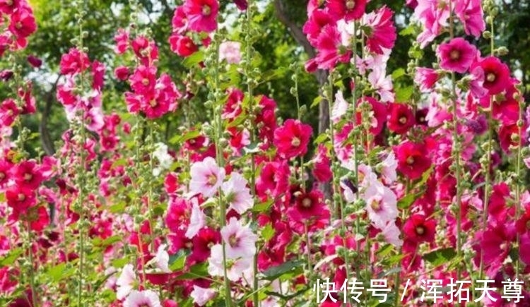 几种花,开花漂亮又好养,寓意吉祥人人爱,随便一养成花海!