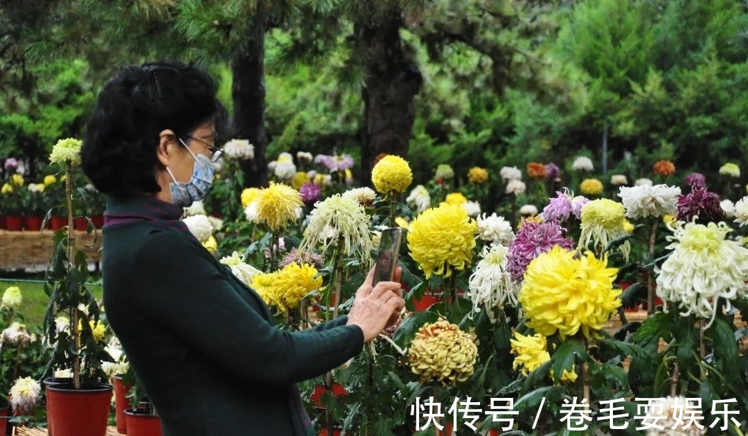 独本菊|心素如简，人淡如菊，植物园里感受菊之意境