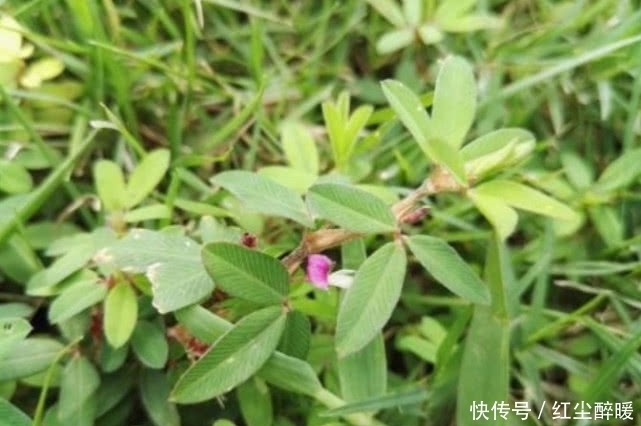 鸡眼|农村这野草名叫“鸡眼草”具有清热解毒，活血的功效，见到请珍惜