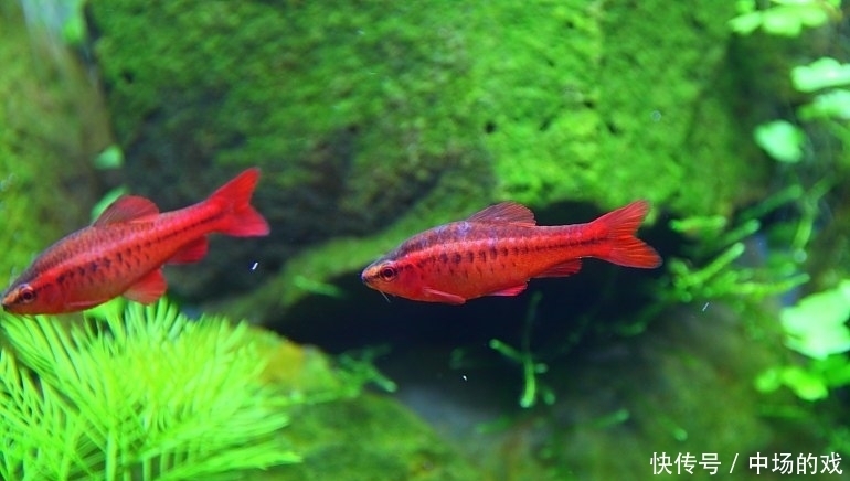 好养的水草都有哪些