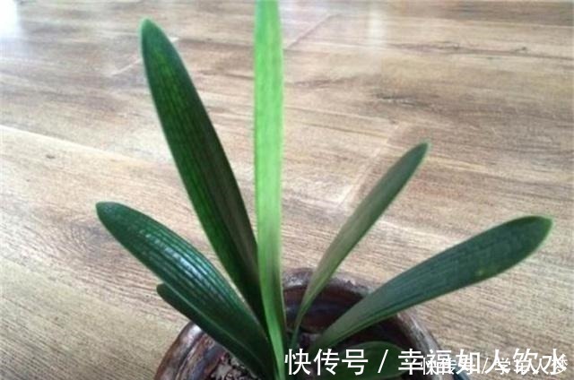 光合作用|养君子兰别整那些虚的!这么养,叶片绿油油,一年开2次花!