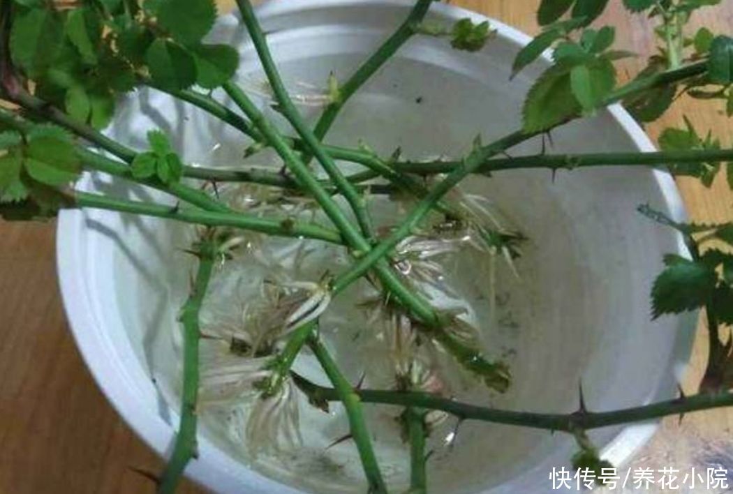 扦插花卉，生根水不用买，3种小东西做成“生根水”，简单又实用