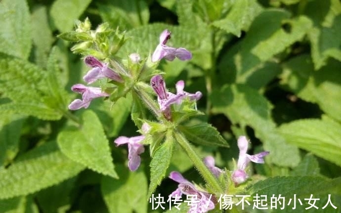 消炎止痒|野甘露,一种野生药材,能清热解毒和消炎止痒,野外遇见别错过!